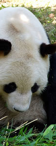 パンダ